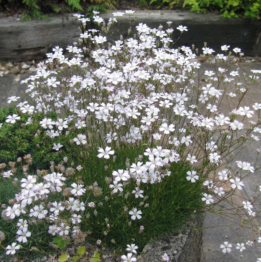 Gypsophila tenuifolia 